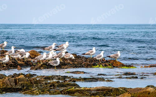 Preview: Seagul birds