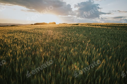 Preview: Beautiful sunny day in a fantastical wheat field with a cloudy sky above