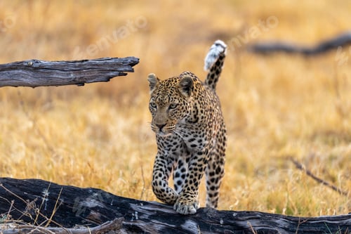 Preview: a leopard cub walking across the grass near an old wooden branch