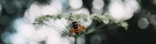 Preview: selective focus of bee on flowers with blurred background