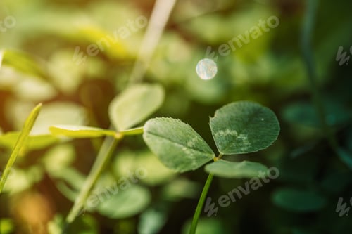 Preview: Background of clover close-up under the sun rays
