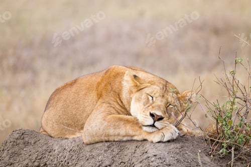 Preview: Lioness close up. Serengeti National Park, Tanzania, Africa