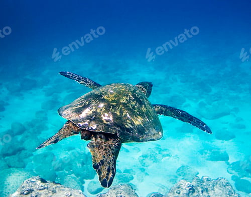 Preview: Underwater world a Turtle floats in the sea