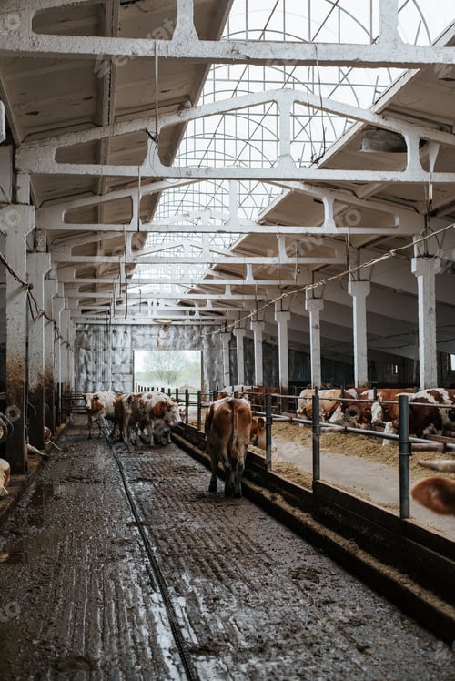 Vista previa: Cows in a dirty stall in a barn, vertical view