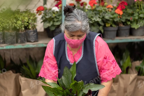Preview: Friendly Hispanic female gardener in facial mask working at a nursery - new normal concept
