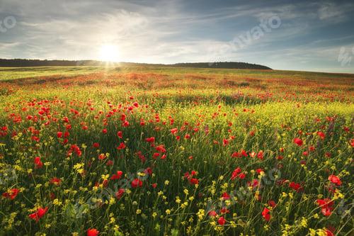 Preview: Spring flowers in meadow.