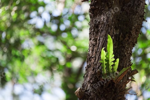 Vista previa: Closeup nature view of green leaf in garden at summer under sunlight. Natural green plants landscape