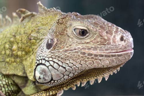 Preview: close up of a green iguana