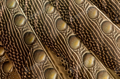 Preview: Plumage of Lyrebird