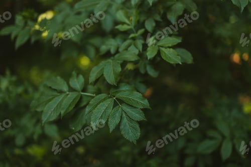 Preview: Closeup nature view of green leaf background. Flat lay, dark nature concept