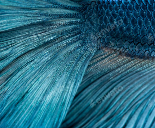 Preview: Close-up of Blue Siamese fighting fish, Betta Splendens