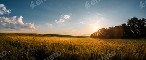 Preview: Sunset over golden wheat field
