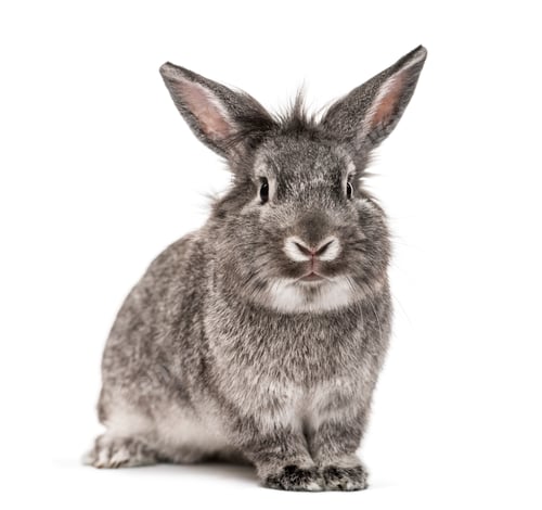 Preview: Grey rabbit isolated on white