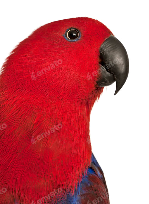 Preview: Close up of Female Eclectus Parrot, Eclectus roratus, in front of white background