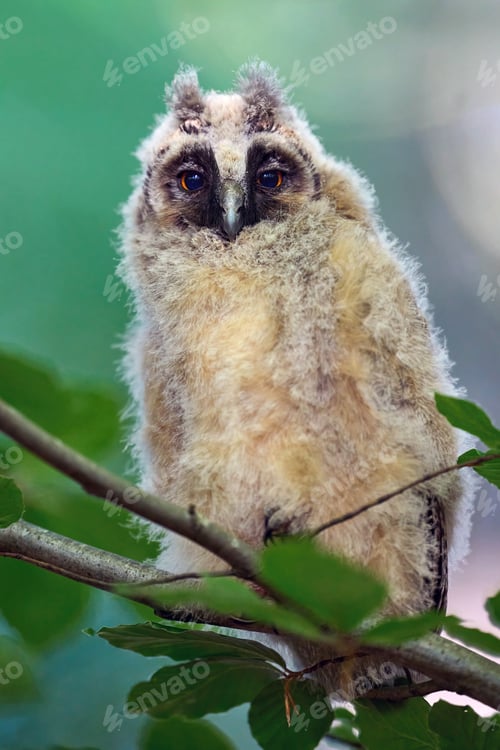 Preview: Juvenile long-eared owl (Asio otus)