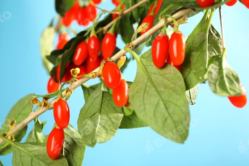 Preview: Branch with ripe fresh goji berries outdoors