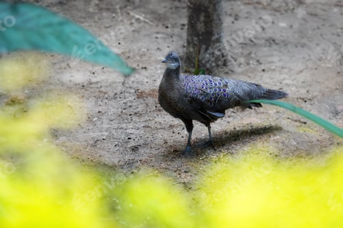 Preview: Male Grey Peacock-pheasant (Polyplectron bicalcaratum)