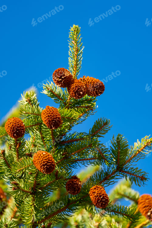 Preview: Natural Xmas pine cones and prickly branches