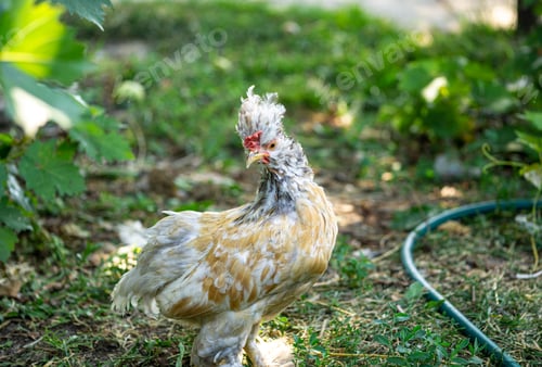 Preview: Portrait of a special breed chicken