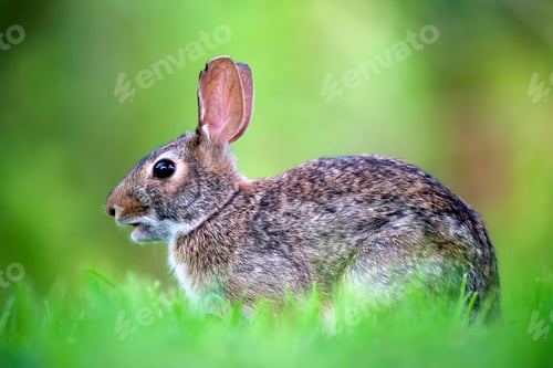 Preview: Grey small hare eating grass on summer field. Wild rabbit in nature