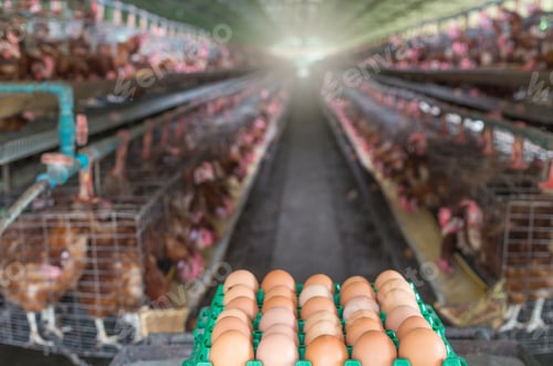 Preview: egg chicken farm
