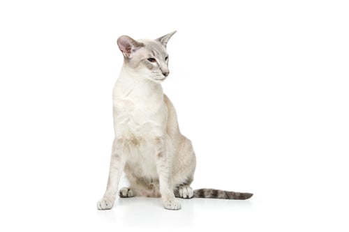 Preview: Beautiful oriental siam cat