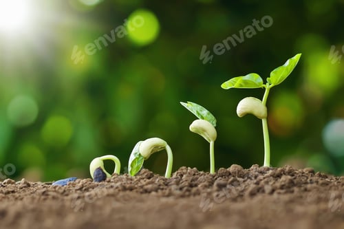 Preview: planting seed grow step concept in garden and sunlight. agriculture idea