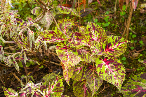 Preview: Coleus