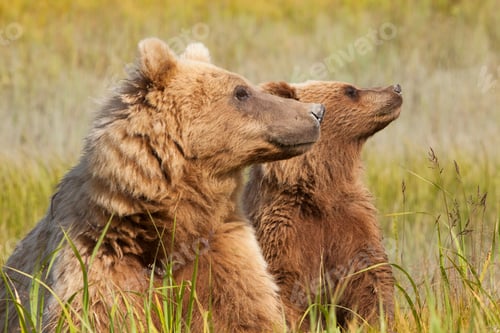 Preview: Brown bears, Lake Clark National Park, Alaska, USA
