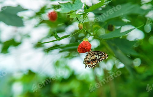 Preview: Yellow butterfly idea on a leaf. Idea leuconoe.