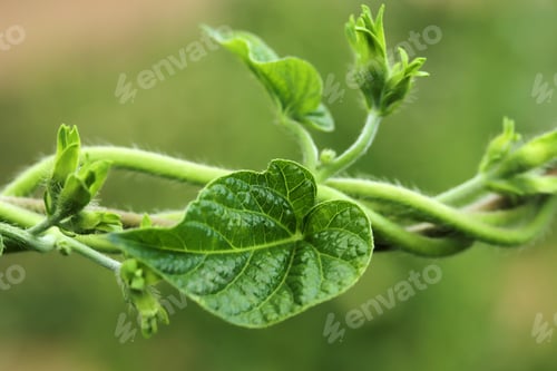 Preview: Close-up of morning glory flower