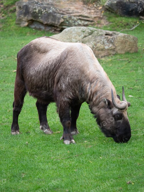 Preview: takin from Bhutan at the Beauval Zoo in France
