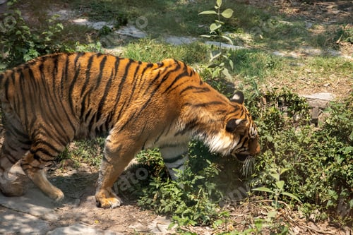 Preview: Bengal Tiger
