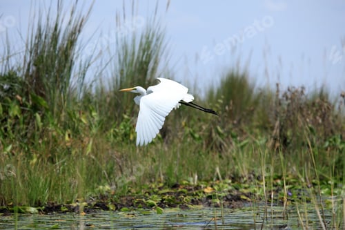 Preview: Great White Egret - Lake Opeta - Uganda, Africa