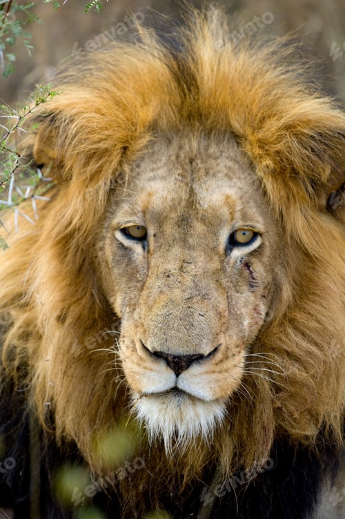 Preview: Lion's head