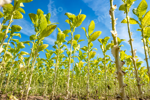 Preview: Tobacco field plantation under blue sky with big green leaves