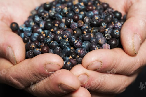 Preview: Close up of human hands holding juniper berries used to flavour craft beers.