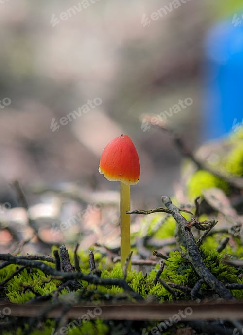 Preview: Closeup shot Mycena acicula, commonly known as the orange bonnet, or the coral spring Mycena