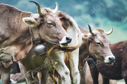 Preview: Some cows of the Bergamo alpine breed grazing