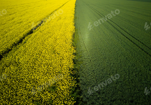 Preview: Top view of field with rapeseed and field with grass against blue sky