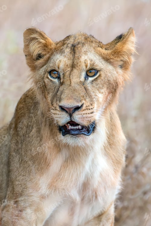 Preview: Lion in National park of Kenya