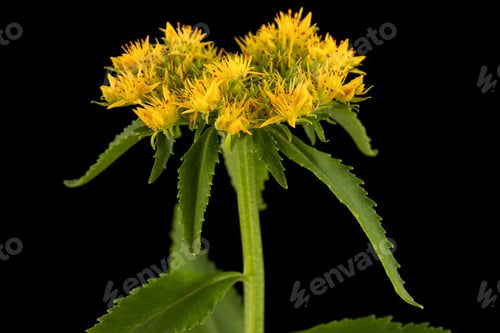 Preview: Yellow flowers of rhodiola rosea, isolated on black background