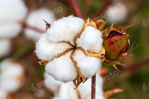 Preview: Cotton fields ready for harvesting, agriculture