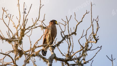 Preview: Crested serpent eagle (Spilornis cheela) perch on the bare branches tree.