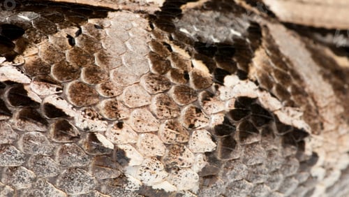 Preview: Gaboon viper or butterfly adder or forest puff adder or swampjack - Bitis gabonica (poisonous)