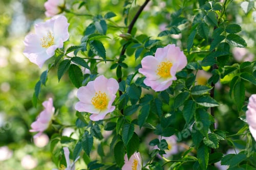 Preview: Close up of a dog rose, Rosa canina, with green leaves in summer
