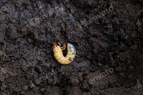 Preview: Larva of the underground pest of the vegetable garden - mole cricket. Close-up on the ground.