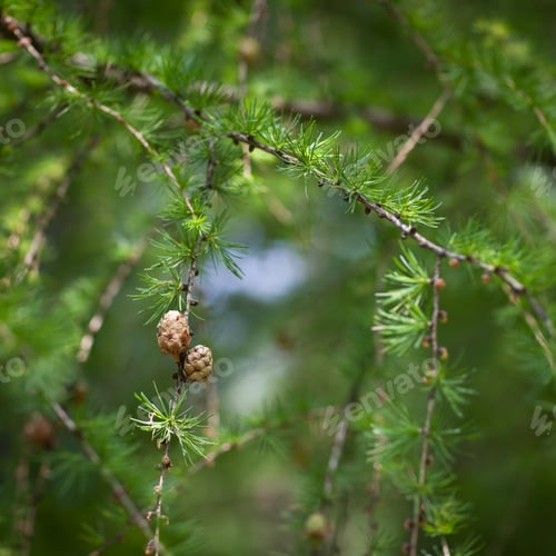 Preview: Relaxing larch greenery: closeup of European larch