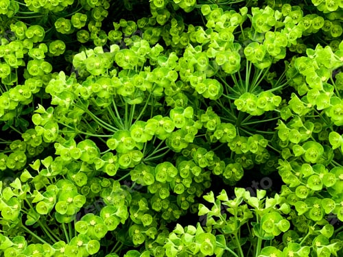 Preview: Floral green background