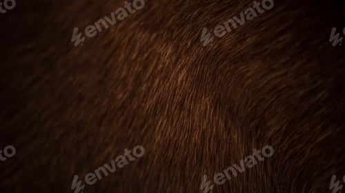 Preview: Animal hair of fur cow leather texture background